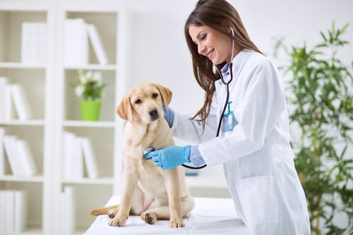 Inglés para trabajar como veterinario